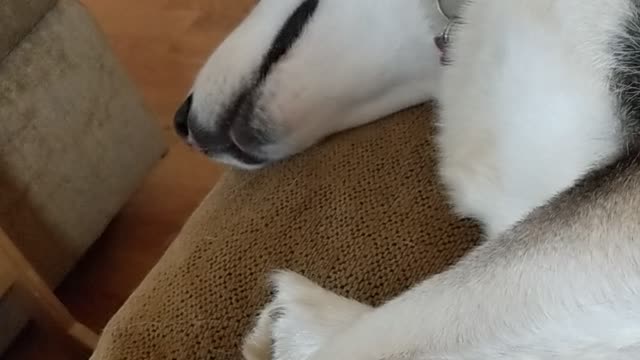 Chrono the Husky dreaming