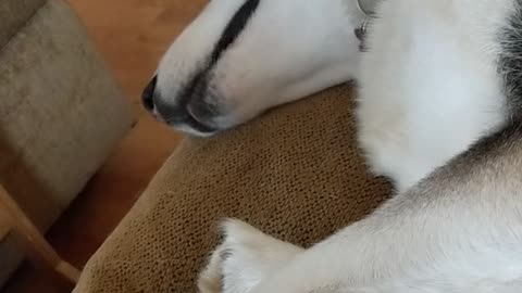 Chrono the Husky dreaming