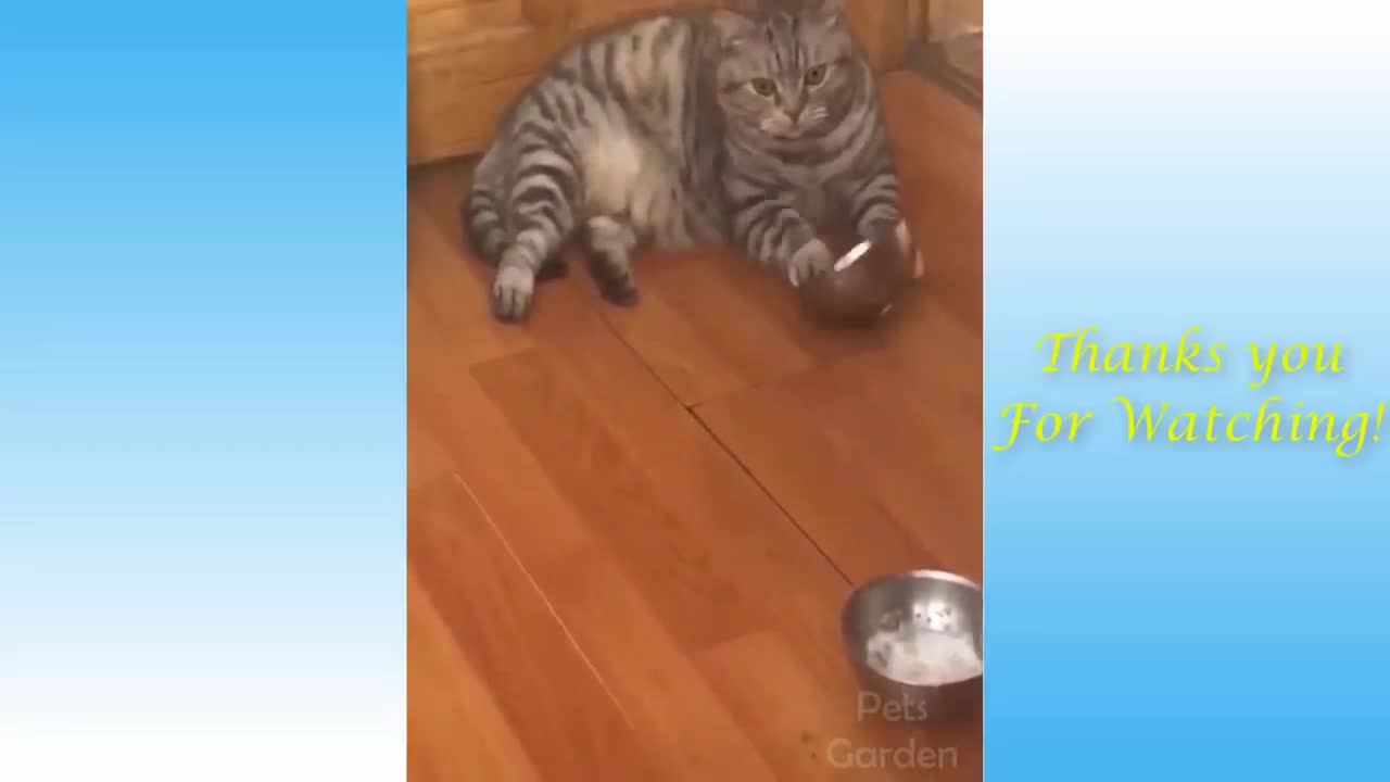 Cat Plays Bowl