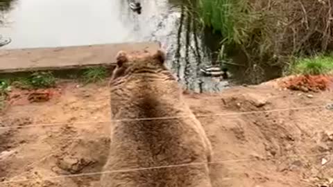 The bear dug a hole to look at her favorite ducks