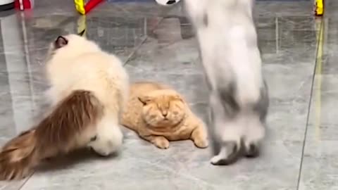 Cute cats play football games
