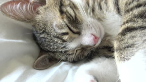 Adorable Baby Cat Sleeps Upside Down