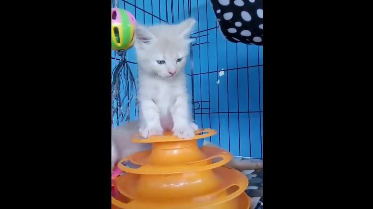 World Compilation of Cute Cats | Funny Cat And Kitten