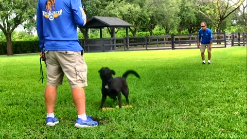 Teaching dogs in self-control guarding actions