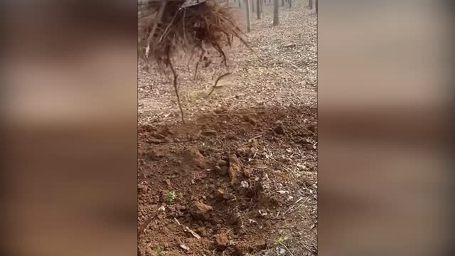 BUSINESS REMOVING STUMPS