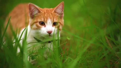 Brown &white cat