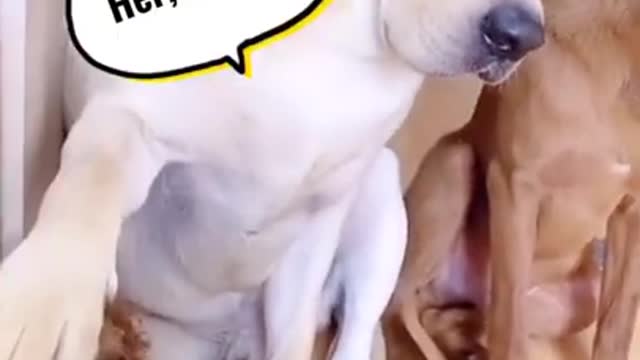 Dog Training video 🐶 - Funny Dog Video - Dog Love - #shorts #CuteDog #Dogshort #DogTrainingShort