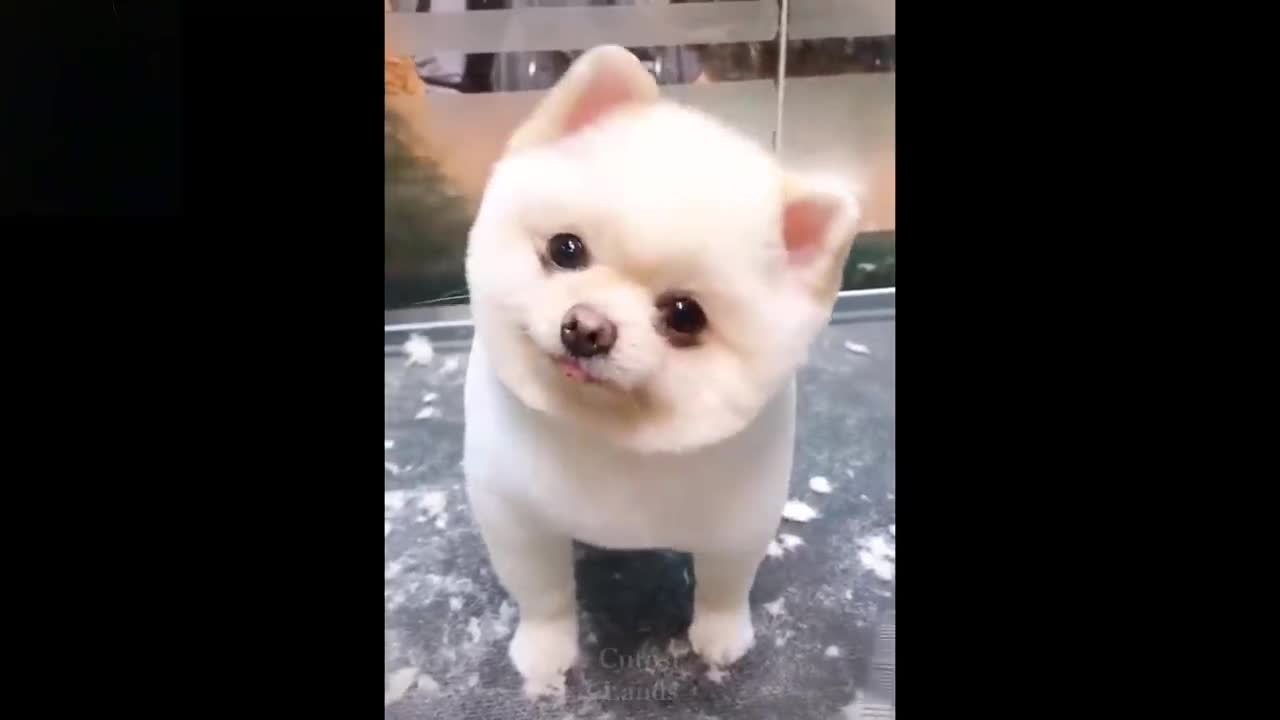 !!!CUTE AND FUNNY VIDEOS!!!