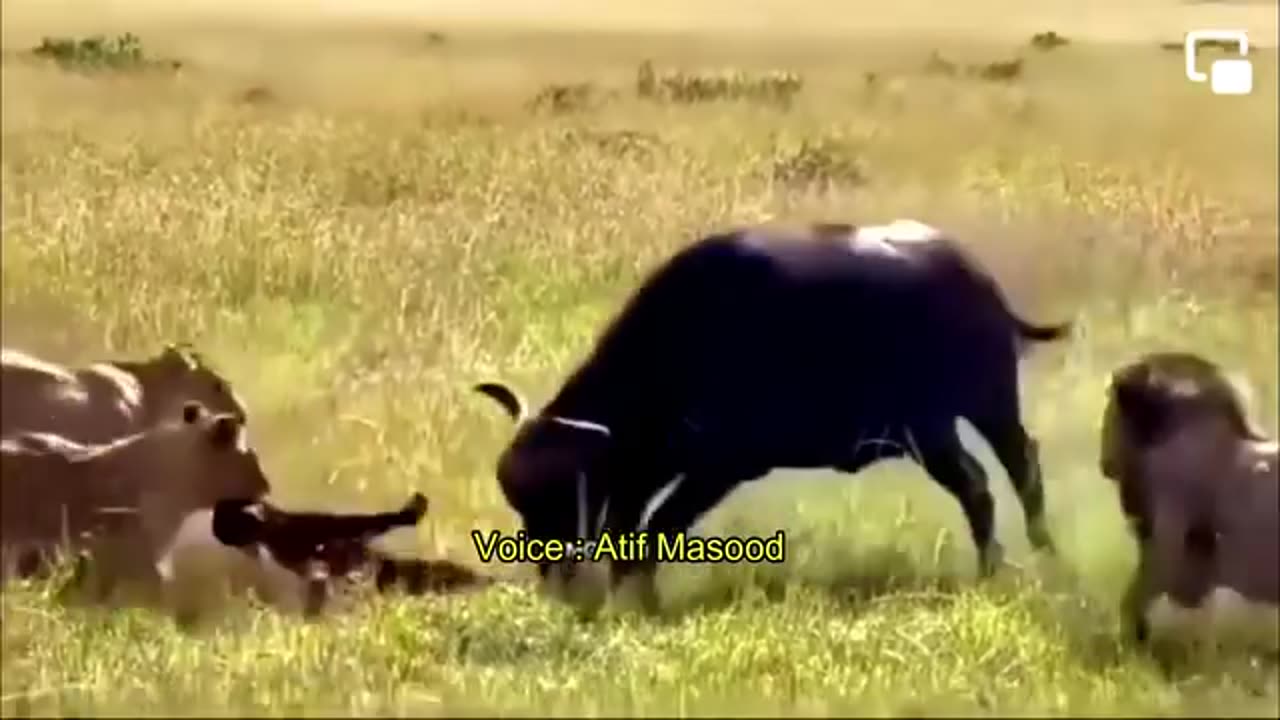 Vary viral video,viral videos, tiktok thot's,The lions took the life of her child in front of the helpless mother buffalo