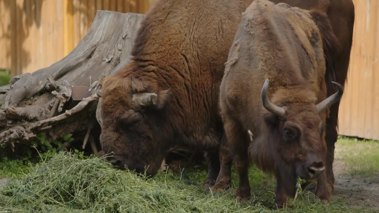 American bison or American buffalo. North American species of bison