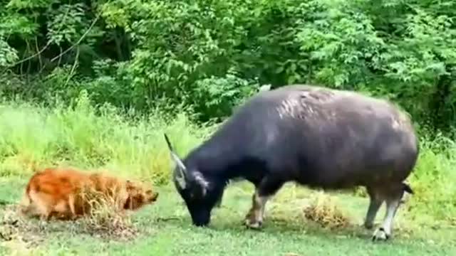 Puppy challenges the bull