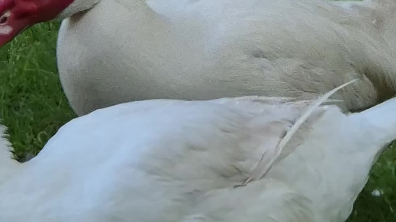 Cute goose