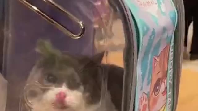 cute little cat in a container makes you laugh!