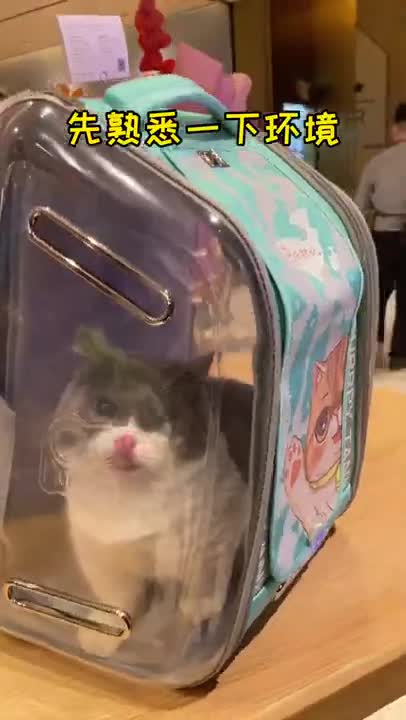 cute little cat in a container makes you laugh!