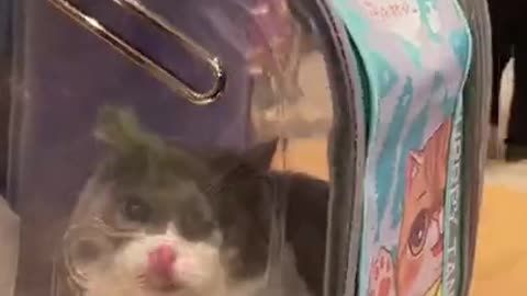 cute little cat in a container makes you laugh!