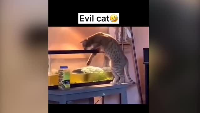 Evil Cats