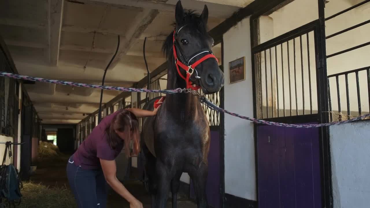 Female brushing a horse standing in stable