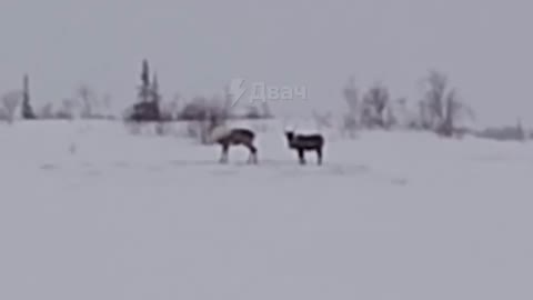 Rescuing a deer that fell through the ice.