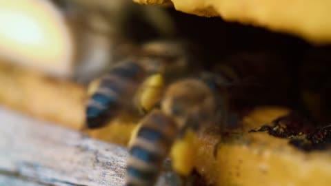 Slow motion of Bees getting inside the small hole of the wall going