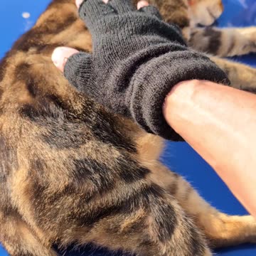 Turkish Hammam Cat - ENJOY THE DAY!