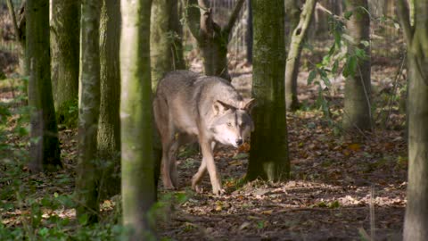 Wolf canine produced