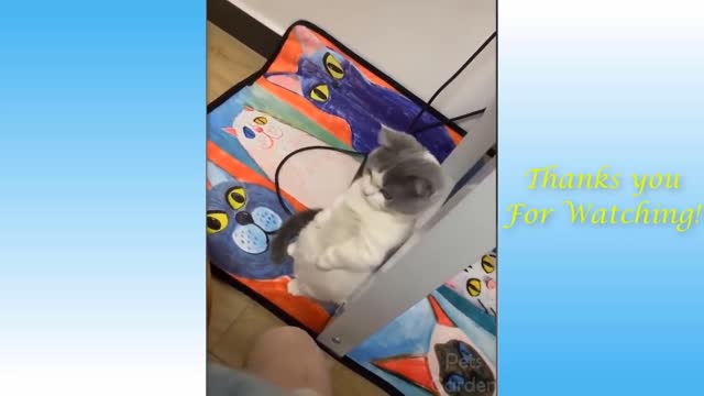 video compilation of funny animals