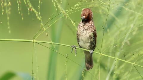 Bird climbing on wildflowers - With great music