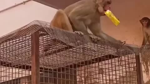 ###funny monkey ## funny monkey