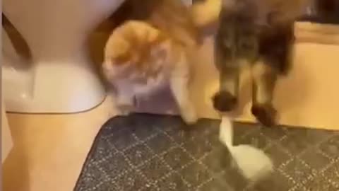 Kucing dan anjing tidak pernah damai