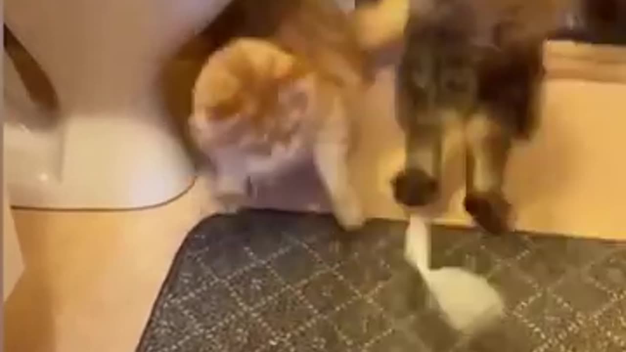 Kucing dan anjing tidak pernah damai