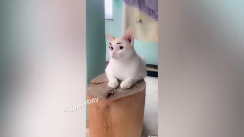 I whinnied for half an hour / FUNNY ANIMALS FOR ALL JANUARY 2021 / PSYCHE TEST / CATS 2021 BEST GUNS