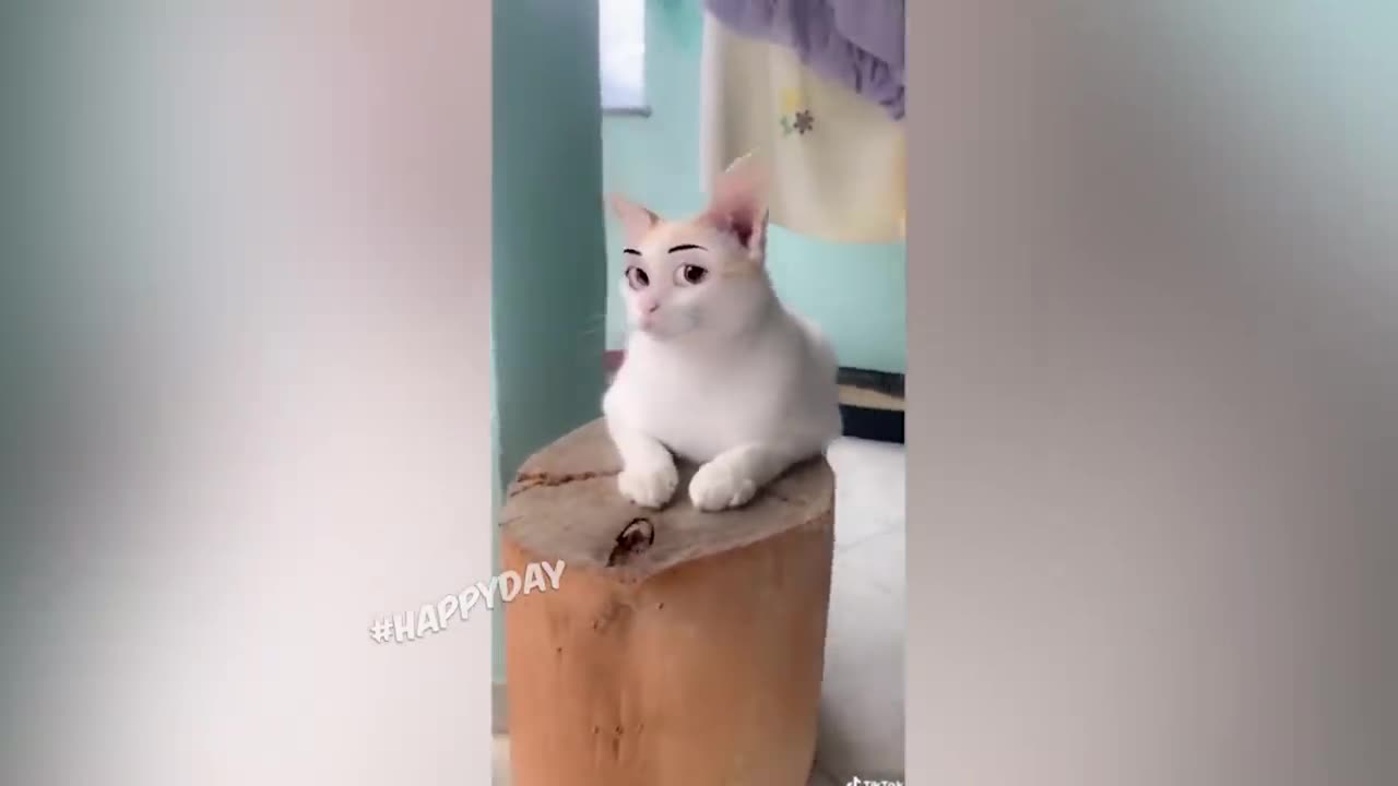 I whinnied for half an hour / FUNNY ANIMALS FOR ALL JANUARY 2021 / PSYCHE TEST / CATS 2021 BEST GUNS