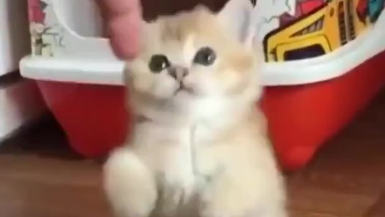 funny cat