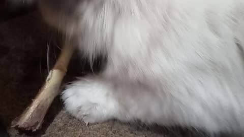 Greedy Kitten Can't Resist the Temptations