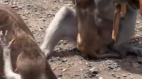 Baby Animal Family