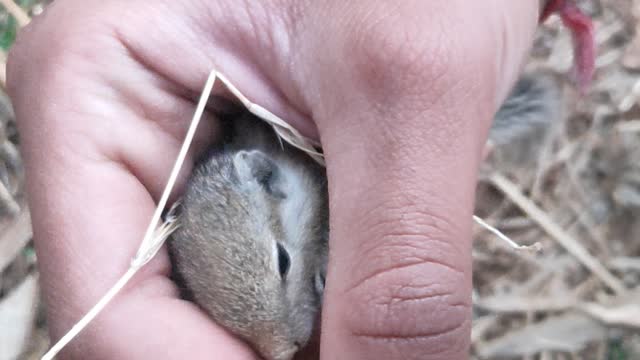 A baby squirrel suddenly came to my home