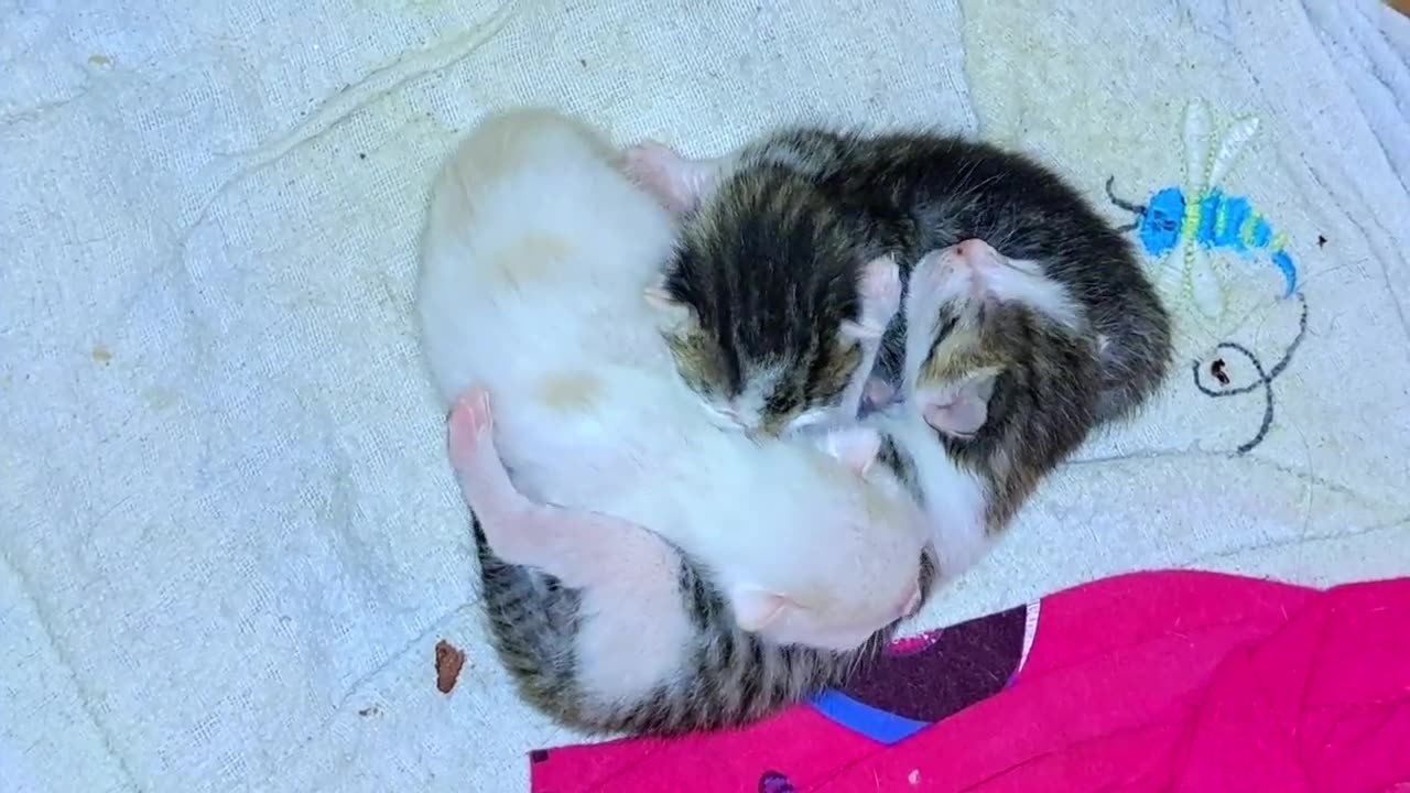 A newborn baby kitten meows. Mother cat eats food