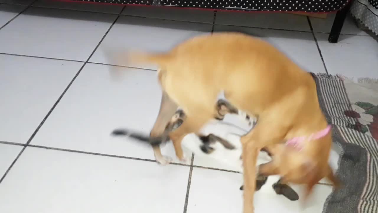 Pinscher puppy playing with his cat friend