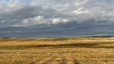 Large Swirling Gaggle Of Geese