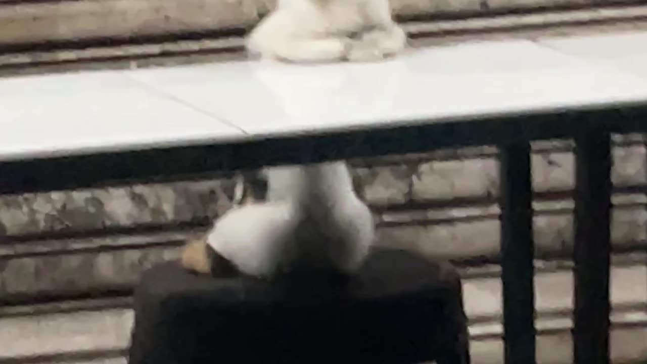 Cat Looks Like It's Contemplating Life