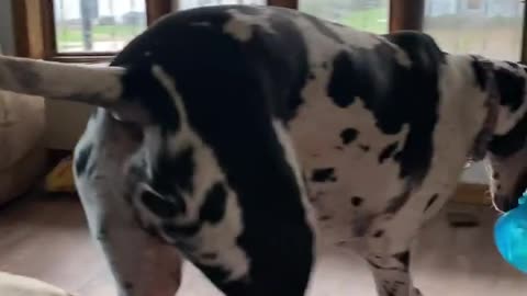 THE GREAT DANE Dog Video 99 - Great Dane Compilation - Tallest Dog in The World