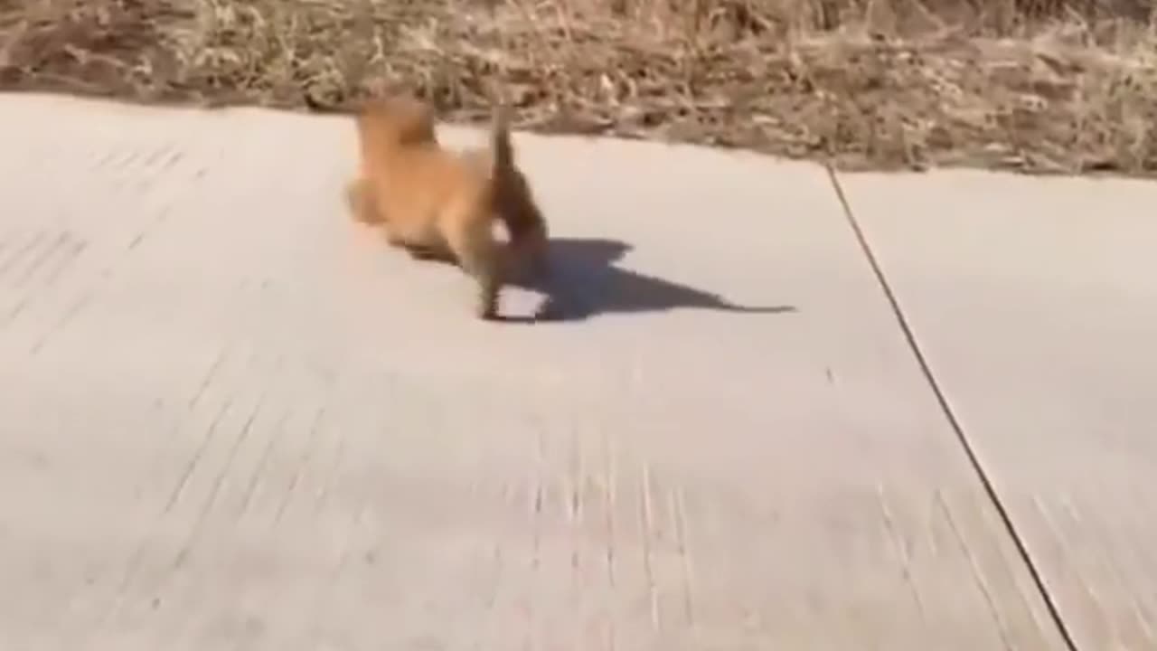 Quack-tastic Playdate: Baby Dog Bonds with Adorable Duckies!