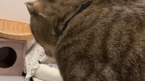 OMG 😱 cute cat 😱😘😘