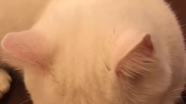 The cat looks at the world's tenderness with round amber eyes.