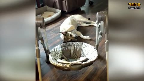 Funny animals