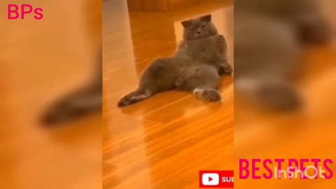 Pets: Cute, funny and crazy pets.