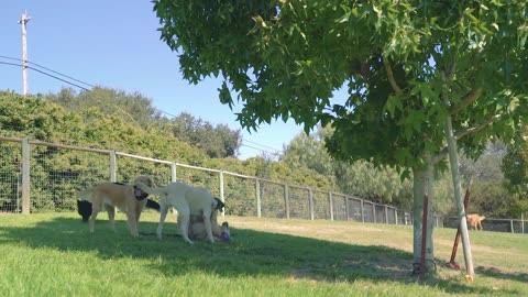 Meet The Puppies Training To Be Service Dogs