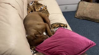 PitLab Zoey takin a nap