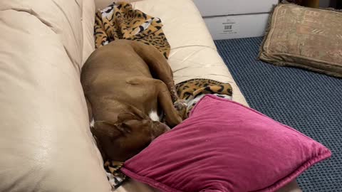 PitLab Zoey takin a nap