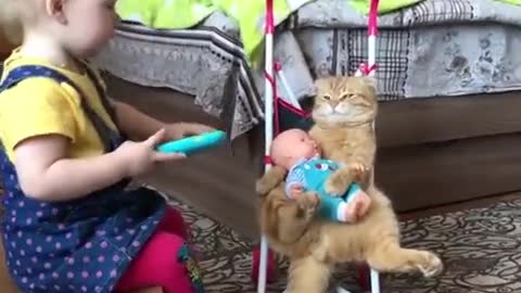 Funny cat video